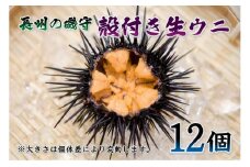 殻付きウニ 12個 生うに 雲丹 長門市 ムラサキウニ