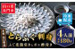 とらふぐ刺身 約100g ／ ふぐ皮湯引き 約80g ／ 山口名産ゆずきち入りポン酢付き ／ 紅葉おろし付き