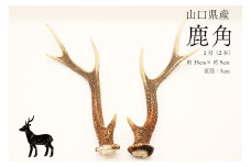 鹿角 小 1対 (横約35cm×縦約9cm) インテリア 雑貨 1点もの 天然
