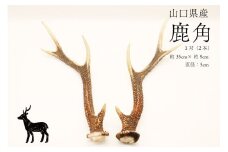 鹿角 小 1対 (横約35cm×縦約9cm) インテリア 雑貨 1点もの 天然