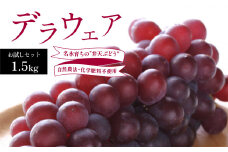 【先行予約】デラウェア お試しセット 1.5kg ｜ 自然農法 化学肥料不使用 小粒 ぶどう ブドウ 弁天ぶどう  デラウェア 果物 果実 お試し セット 1.5kg 山口 美祢 特産品 別府弁天池 先行予約