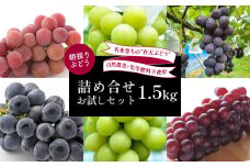 【先行予約】弁天ぶどう詰合せお試しセット 1.5kg箱 ｜ 自然農法 化学肥料不使用 山口 美祢 ぶどう フルーツ  デラウェア キャンベル 巨峰 安芸クイーン ピオーネ 黄玉 スチューベン 別府弁天池