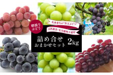 【先行予約】弁天ぶどうお任せセット 2kg箱 ｜ 化学肥料不使用 山口 美祢 ぶどう フルーツ デラウェア キャンベル 巨峰 安芸クイーン ピオーネ 黄玉 スチューベン 弁天 おまかせ セット 2kg