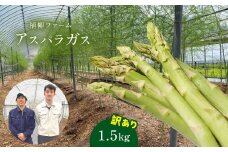 アスパラガス 1.5kg ( 訳アリ品 ) |  アスパラ アスパラガス 野菜 お得 不揃い 山口 美祢 特産品 名産品