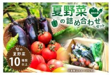 美祢市産 夏野菜の詰め合わせセット ＜先行予約：7月中旬～8月下旬発送＞｜ 野菜 夏野菜  セット 生野菜 生鮮野菜  ズッキーニ きゅうり ナス サラダ 特産品 山口 美祢 美祢市 期間限定 限定 季節限定 詰め合わせ