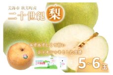 美祢市秋芳町産 二十世紀梨 （5~6玉）【先行予約：9月より発送予定】｜二十世紀  なし 梨 フルーツ 大きい BIG サイズ 特産品 美祢市 美祢 山口県 山口 秋芳町 秋芳 カルスト台地 先行予約