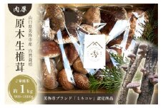 肉厚椎茸 原木 生 椎茸 ( 大きさ ・ 種類 いろいろ ) 約 900g ～ 1kg | しいたけ 椎茸 キノコ きのこ 家庭用 特産品 美祢市 美祢 山口県 肉厚 原木 濃厚 900g 1kg