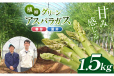 甘み感じる 植柳グリーンアスパラガス（春芽・夏芽）1.5kg ｜ アスパラ アスパラガス 野菜 山口 美祢 特産品 名産品 旬の野菜 野菜 1.5kg