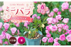 ミニバラ リトルウッズ  ( ピンク )  バラ鉢苗  ( 春限定 4月 ～ 6月頃 )  ｜  ミニバラ バラ リトルウッズ 花 ガーデニング 苗物 苗 ガーデン 春 山口県 美祢市 美祢