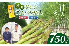  ( 訳アリ品 )  甘み感じる 植柳グリーンアスパラガス（春芽・夏芽）750g  ( 先行予約 2025年 6月 ～ 発送予定 )｜ アスパラ アスパラガス 野菜 山口 美祢 特産品 名産品 旬 750g
