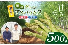  ( 訳アリ品 )  甘み感じる 植柳グリーンアスパラガス（春芽・夏芽）500g  ( 先行予約 2025年 6月 ～ 発送予定 )｜ アスパラ アスパラガス 野菜 山口 美祢 特産品 名産品 旬 500g