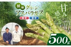 甘み感じる 植柳グリーンアスパラガス（春芽・夏芽）500g｜ アスパラ アスパラガス 野菜 山口 美祢 特産品 名産品 旬の野菜 野菜 500g