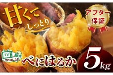 甘くておいしい！べにはるか 5kg  先行予約 ＜ 2025年9月中旬 ～ 12月 の期間より順次発送予定 ＞｜ さつまいも サツマイモ 芋 いも 野菜 紅はるか べにはるか 1kg 5kg 10kg
