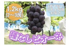 山口県産　種なしピオーネ1.2Kg（2～3房）