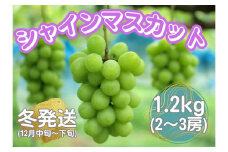 山口県産　冬のシャインマスカット1.2Kg（2～3房）