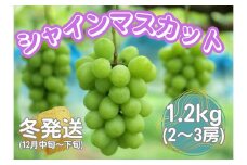 山口県産　冬のシャインマスカット1.2Kg（2～3房）