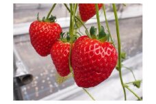 極甘イチゴ　よつぼし　大粒完熟つみとり２段箱(約800ｇ～900ｇ）
