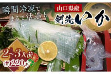 瞬冷まるで活造り！天然 剣先イカ 2～3人前程度 いか イカ 烏賊 活造り 刺身 おつまみ おかず 肴 魚介類 魚介 海鮮 海の幸 海産物 食品 F6L-043