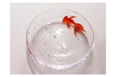【ギフト用】金魚豆皿＜ガラス作家 松尾具美＞ F6L-071