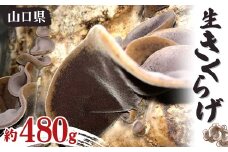 生きくらげ 約480g きくらげ キクラゲ 木耳 料理 ご当地 グルメ 食品 山口県 山陽小野田 F6L-656