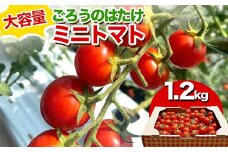 大容量 ごろうのはたけ ミニトマト 1.2kg 高糖度 濃厚 トマト サラダ 山陽小野田 F6L-644
