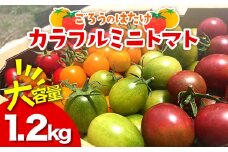 大容量 ごろうのはたけ カラフルミニトマト 1.2kg 高糖度 濃厚 トマト サラダ 山陽小野田 F6L-646