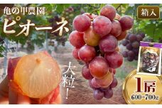 【農薬・化学肥料不使用】高級ぶどう 1房（600-700g） フルーツ ぶどう 葡萄 ブドウ ピオーネ 有機 無農薬 山口県 山陽小野田市 ふるさと納税 F6L-920