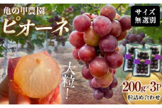 【農薬・化学肥料不使用】ぶどうの粒 無選別（200g） 3パック フルーツ ぶどう 葡萄 ブドウ ピオーネ 有機 無農薬 山口県 山陽小野田市 ふるさと納税 F6L-1063