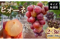 【農薬・化学肥料不使用】ぶどうの房 2～3房（600～700g） フルーツ ぶどう 葡萄 ブドウ ピオーネ 有機 無農薬 山口県 山陽小野田市 ふるさと納税 F6L-1225