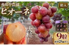 【先行予約・8月下旬以降順次発送】 【農薬・化学肥料不使用】ぶどうの粒 9粒（直径28㎜以上） フルーツ ぶどう 葡萄 ブドウ ピオーネ 有機 無農薬 山口県 山陽小野田市 ふるさと納税 F6L-1078