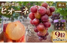 【先行予約・8月下旬以降順次発送】【農薬・化学肥料不使用】ぶどうの粒 9粒（直径25㎜以下）フルーツ ぶどう 葡萄 ブドウ ピオーネ 有機 無農薬 山口県 山陽小野田市 ふるさと納税 F6L-1079