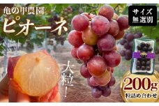 【農薬・化学肥料不使用】ぶどうの粒 無選別（200g) フルーツ ぶどう 葡萄 ブドウ ピオーネ 有機 無農薬 山口県 山陽小野田市 ふるさと納税 F6L-1226