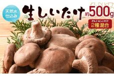 天然水仕込み生しいたけ 2種混合 約500g 農家直送 生しいたけ 椎茸 どんこ 混合 ミックス ご当地 グルメ 食品 1万円以下 F6L-934
