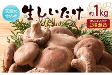 天然水仕込み生しいたけ 2種混合 約1kg 農家直送 生しいたけ シイタケ 椎茸 どんこ 混合 ミックス ご当地 グルメ 食品 1万円以下 F6L-1072