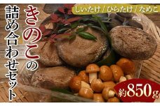 【先行予約】きのこの詰め合わせセット（約850g） 農家直送 しいたけ ひらたけ なめこ ご当地 グルメ 食品  F6L-1138