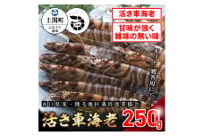 A-5　活き車えび250g　【山口県光・熊毛地区栽培漁業協会】（１２月発送分）