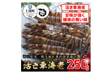 A-5　活き車えび250g　【山口県光・熊毛地区栽培漁業協会】（１月発送分）