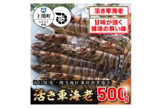 B-1　活き車えび500g　【山口県光・熊毛地区栽培漁業協会】（１月発送分）