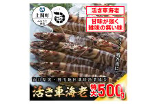 C-3　特大活き車えび500g　【山口県光・熊毛地区栽培漁業協会】（１月発送分）
