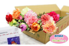 【生産者直送】カーネーション切り花　Piccolo j10-2