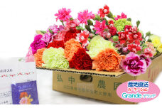 【生産者直送】カーネーション切り花　Grande j20-1