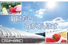 「紅ほっぺ」約240g×6パック（約1440g）いちご・イチゴ・苺【産地直送 】