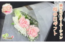 【2025】【母の日】生産者直送　摘みたてカーネーション　花束ギフト【MA-02W】【先行予約】