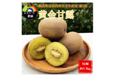 キウイ フルーツ 黄金甘露 約1.9kg （16玉） 希少な早生品種 甘くてジューシー フルーツ 果物 山口 阿武町産 デザート 【 数量限定 】2025年9月20日頃～10月20日頃発送予定