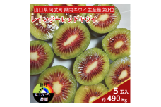 【 先行予約 】 キウイ フルーツ レインボーレッド 約490g （5玉） 希少な赤い果肉の極甘キウイ 山口 阿武町産 フルーツ 果物 デザート【 数量限定 】2025年10月20日頃～12月20日頃発送予定