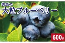 ブルーベリー 大粒 600g 100g × 6パック 6月から7月末まで発送 果物 フルーツ デザート 旬 新鮮 季節 夏 人気 ケーキ おすすめ ギフト プレゼント 贈答 贈り物 家庭用 期間限定 送料無料 美馬 徳島