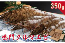 車海老 生きたまま 350g 12尾から15尾 2025年 8月から翌年1月10日まで発送 鳴門 クルマエビ くるまえび 養殖 活き 車えび 車エビ エビ 海老 海鮮 刺身 旬 徳島県