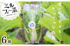 白菜 はくさい ミニ白菜 6個 セット 12月から2月末まで発送 ハクサイ 野菜 葉物野菜 葉物 旬 国産 生食 甘い ヘルシー 漬物 鍋 鍋料理 煮込み料理 徳島 ミルフィ～菜