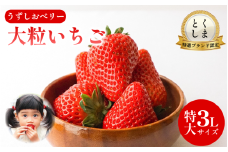 いちご 苺 30粒 3L サイズ 2026年1月から4月末まで発送 うずしおベリー 果物 フルーツ デザート 旬 新鮮 季節 冬 人気 ケーキ おすすめ ギフト プレゼント 贈答 贈り物 家庭用 先行予約 送料無料 徳島