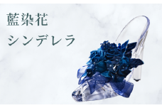 藍染花 シンデレラ